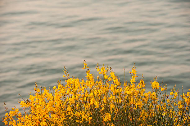 Algajola bay with sunlight reflection over water and yellow and red flowers in the foreground. Focus on flowers. Hdr image.