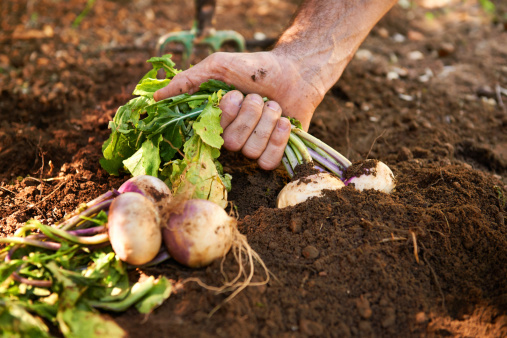 Turnips being pulled from the ground