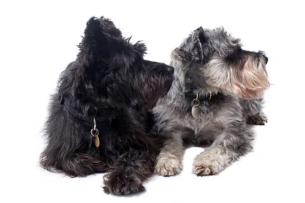 Two Terrier Dogs Sitting Side by Side and Looking to Side in Same Direction in Studio on White Background