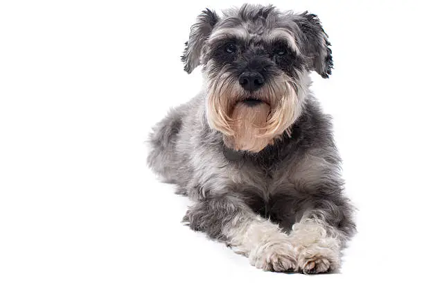 Portrait of Grey Miniature Schnauzer Terrier Dog Lying Down in Studio with White Background