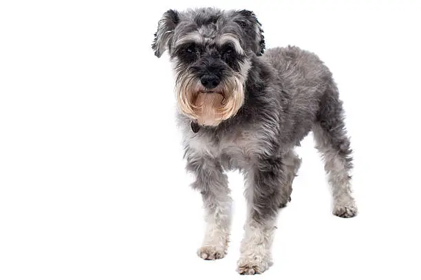 Portrait of Miniature Grey Salt and Pepper Colored Schnauzer Terrier Dog Standing in Studio with White Background and Looking at Camera