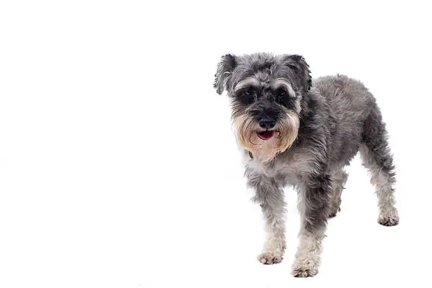 Portrait of Grey Miniature Schnauzer Terrier Dog Standing and Looking at Camera in Studio with White Background