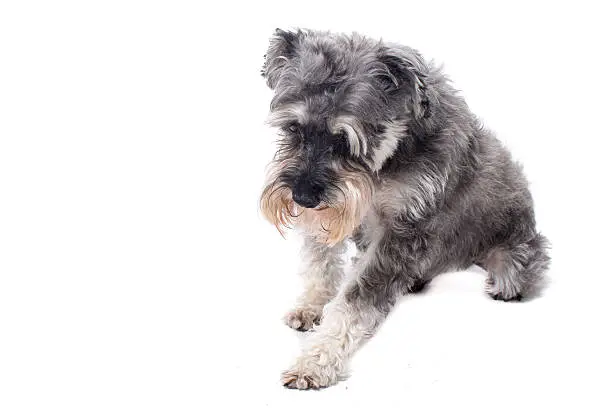 Grey Salt and Pepper Colored Miniature Schnauzer Terrier Dog Getting Up or Lying Down in Studio with White Background