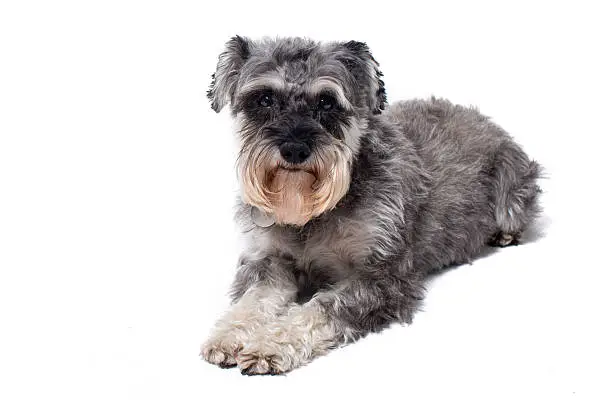 Portrait of Miniature Grey Salt and Pepper Colored Schnauzer Terrier Dog Lying Down on Stomach in front of White Background