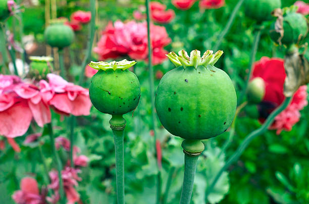 papaver kapsułek. - flowerseeds zdjęcia i obrazy z banku zdjęć