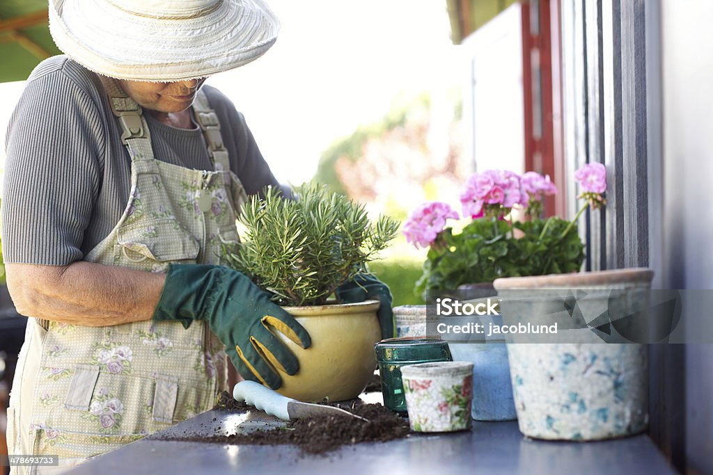 Senior gardener potting young plants in pots Senior female gardener planting new plant in terracotta pots on a counter in backyard Senior Adult Stock Photo