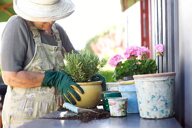 Senior gardener potting young plants in pots Senior female gardener planting new plant in terracotta pots on a counter in backyard elder plant stock pictures, royalty-free photos & images