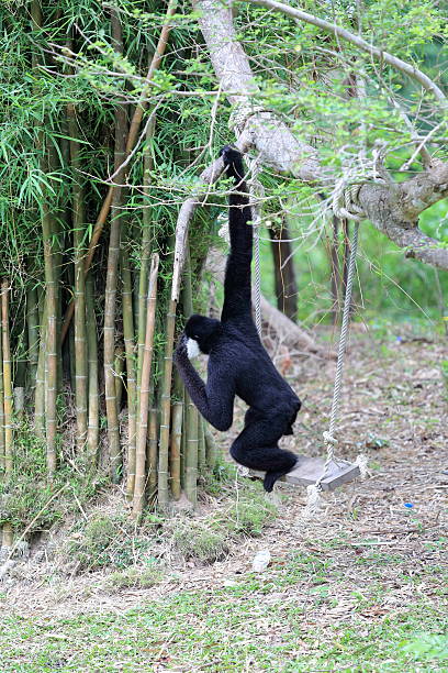 istock Black gibbon sitting on swing 478694022