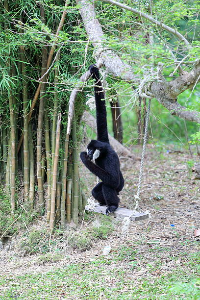 istock Black gibbon sitting on swing 478694028