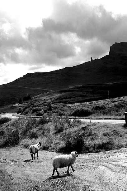 istock Wild sheep roaming free before the Old Man of Storr 478694417