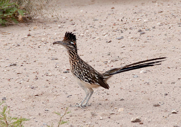 istock Roadrunner on Alert Holding Bug in the Wild 478694450