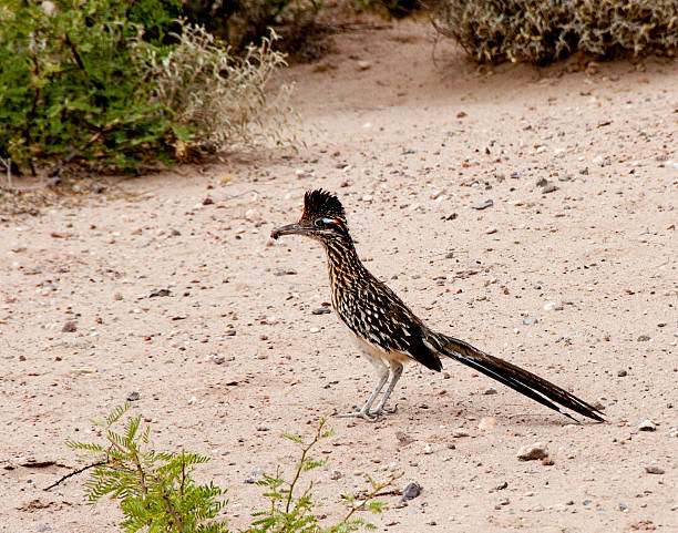 This Greater Roadrunner (Geococcyx californianus) in the wild just captured a bug at Las Cruces, New Mexico. The roadrunner, also the official state bird of New Mexico, is a member of the cuckoo family. The bird thrives in Southwest USA deserts and eats insects as well as small animals such s lizards. The crest on this roadrunner's head has been raised in alarm.