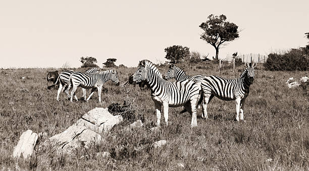 Gruppo di zebre - foto stock