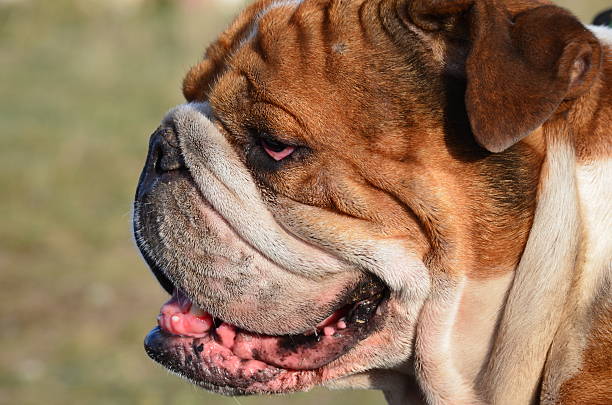 istock English Bulldog on rest 478694680