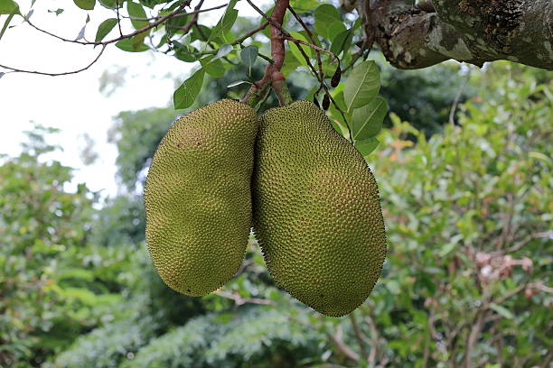 istock Green jack fruits on tree 478695546