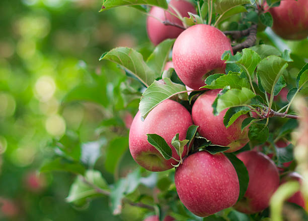 istock apples on a branch, South Tyrol, Italy 478695804