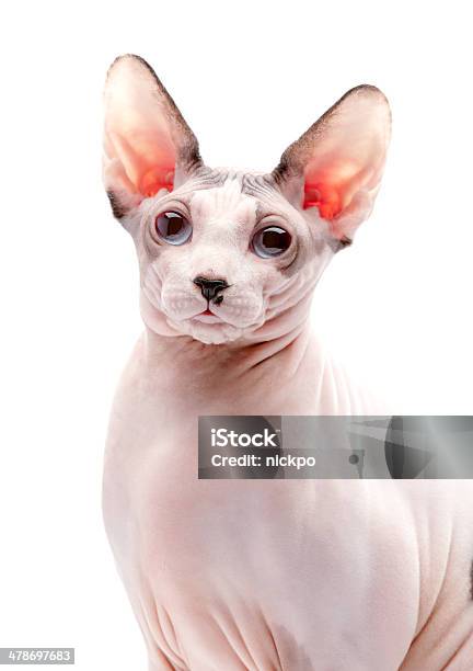 Canadian Sphynx Cat Portrait Closeup Stock Photo - Download Image Now - Domestic Cat, Alertness, Animal