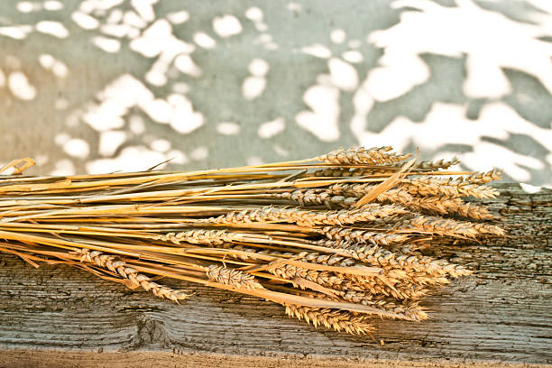 atado de trigo - wheat winter wheat cereal plant spiked fotografías e imágenes de stock