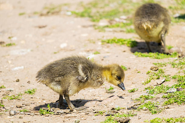 istock pair of greylag goslings anser anser 478698110