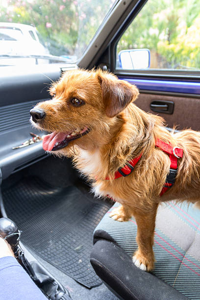 istock Little brown dog waiting inside a car on passenger seat 478698210