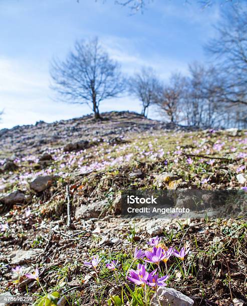 Mountain Landscape With Flowers Stock Photo - Download Image Now - Beauty In Nature, Blossom, Close To