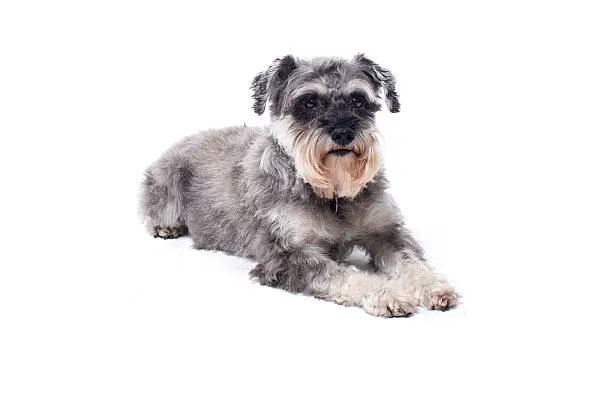 Portrait of Miniature Grey Salt and Pepper Colored Schnauzer Terrier Dog Lying Down on Stomach in front of White Background