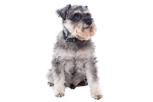 Portrait of Miniature Grey Salt and Pepper Colored Schnauzer Terrier Dog Sitting on White Background