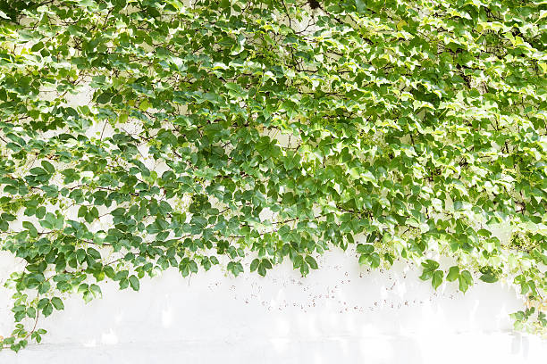 istock ivy leaves isolated on a white background 478699012