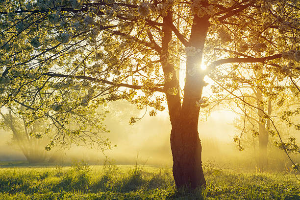 istock Blooming of cherry tree over foggy sunrise 478699178