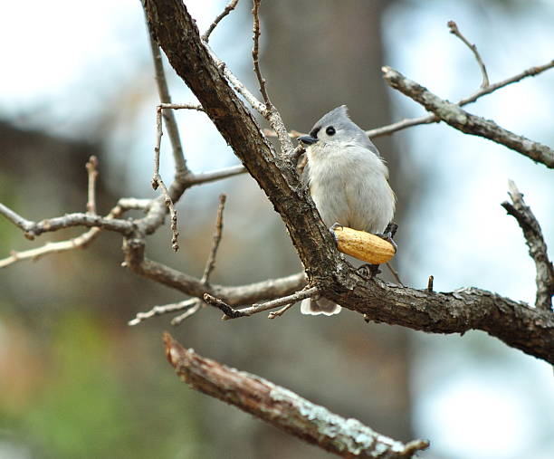 titmouse dai ciuffi sul ramo della struttura ad albero con arachidi - tufted tit foto e immagini stock