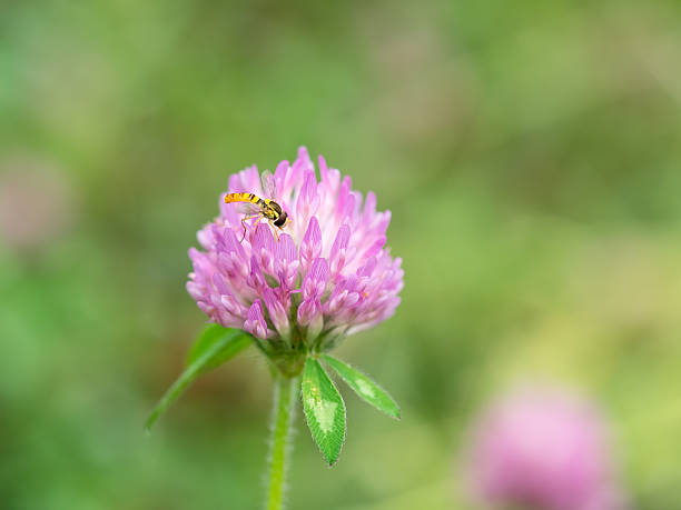 Drone fly and Red clover stock photo