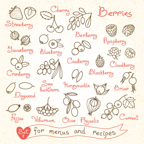 set 그림을 베리류 설계 메뉴들 및 레시피, 패키지 - gooseberry bush fruit food stock illustrations