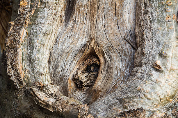 istock Texture of tree bark of plumerias 478699958