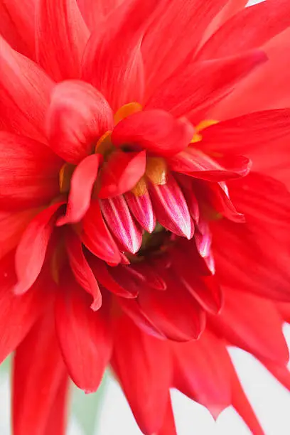 Red dahlia, Cactusdahlia