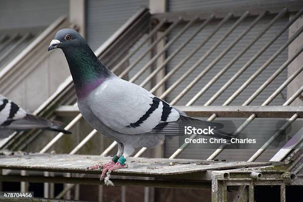 Homing Pigeon Stock Photo - Download Image Now - 2015, Animal, Animal Pen