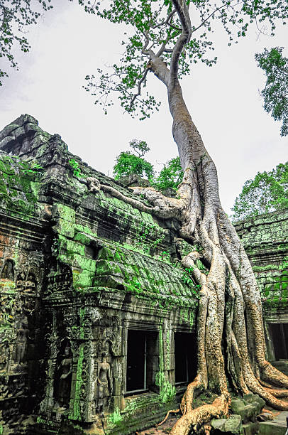 istock Giant tree Ta Prom and Angkor Wat siem Reap, Cambodia 478706579