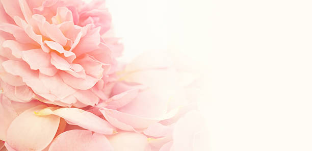 istock sweet color petal rose for romantic background 478707076