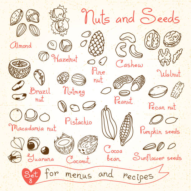illustrations, cliparts, dessins animés et icônes de ensemble de dessins de noix et graines pour concevoir des menus, des recettes - nut spice peanut almond
