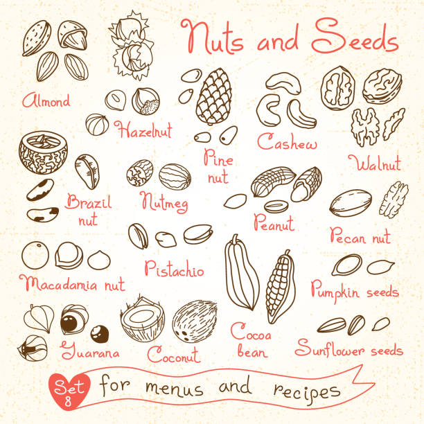 ustaw rysunki orzechy i nasiona do projektowania menu, dania - nut walnut almond brazil nut stock illustrations