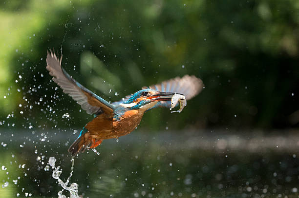 Kingfisher in flight with fish (Alcsdo atthis) stock photo