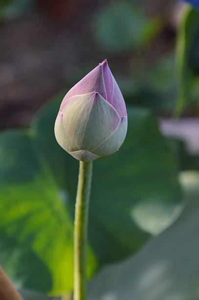 istock lotus in the garden 478710284