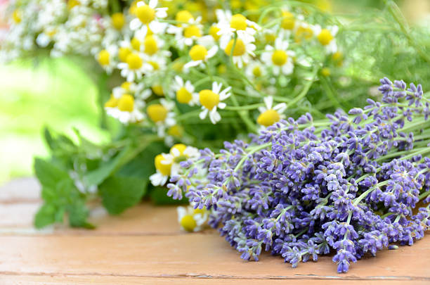 corte flores de lavanda y a base de hierbas - herb chamomile flower arrangement flower fotografías e imágenes de stock