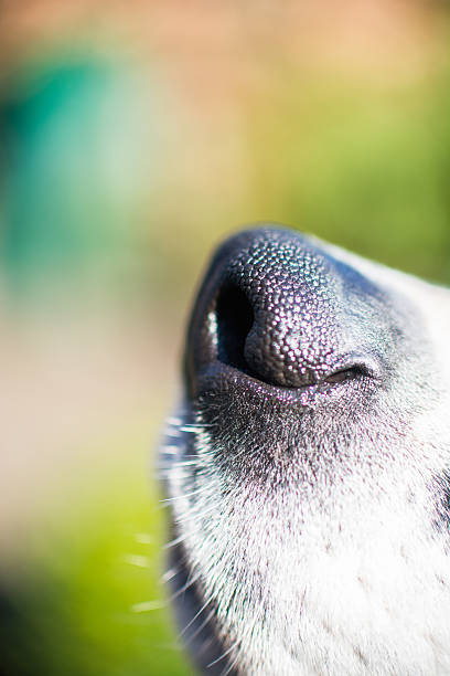 istock Nose of a dog 478710412