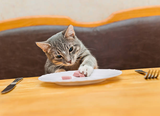 istock young cat eating food from kitchen plate 478710502