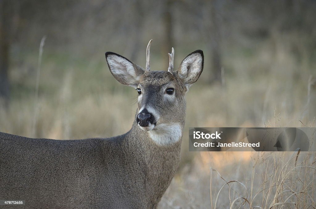 Looking Back A young White-tailed Buck photographed during the rut looking back over his shoulder Animal Stock Photo