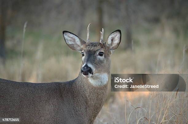 Looking Back Stock Photo - Download Image Now - Animal, Animal Wildlife, Animals In The Wild