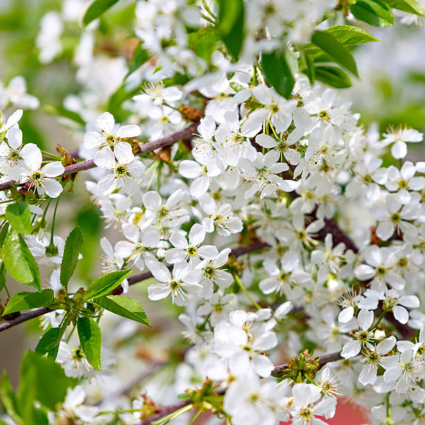 istock Flowers on a branch of fruit tree 478713558