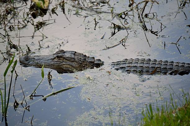 istock Alligator in the Water. 478714350