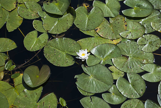 istock beautiful white lily on a summer lake 478714984