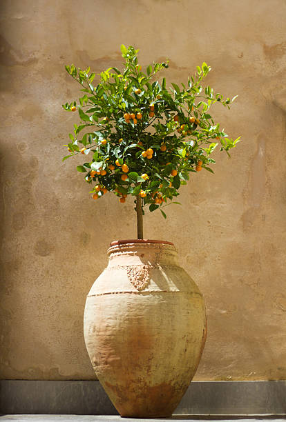 Beautiful Sunlit miniature/dwarf orange tree in a tall terra cotta pot against a mottled old brownish wall. Shot in Sicily, Italy. Copy space on the brown wall.